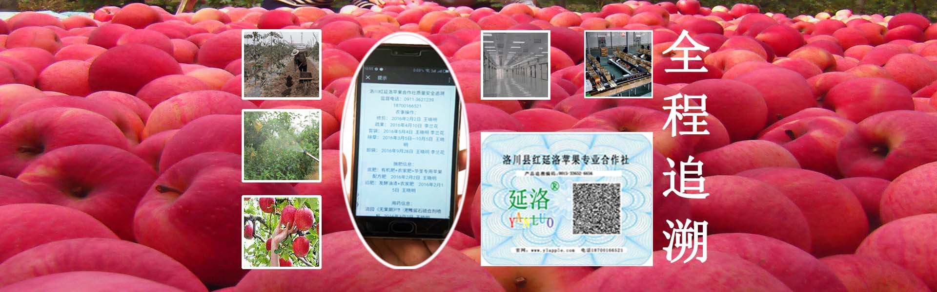 洛川苹果原产地追溯