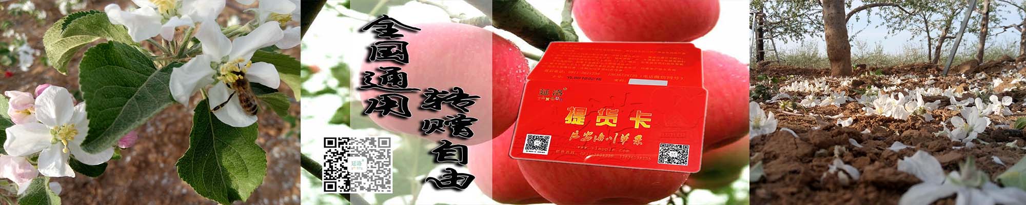 洛川苹果原产地追溯