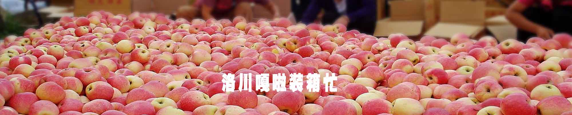 2016延安洛川嘎啦苹果开始装箱