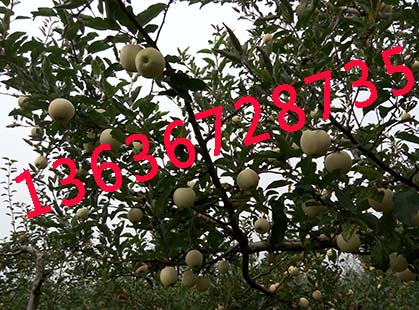 2015洛川嘎啦苹果脱袋