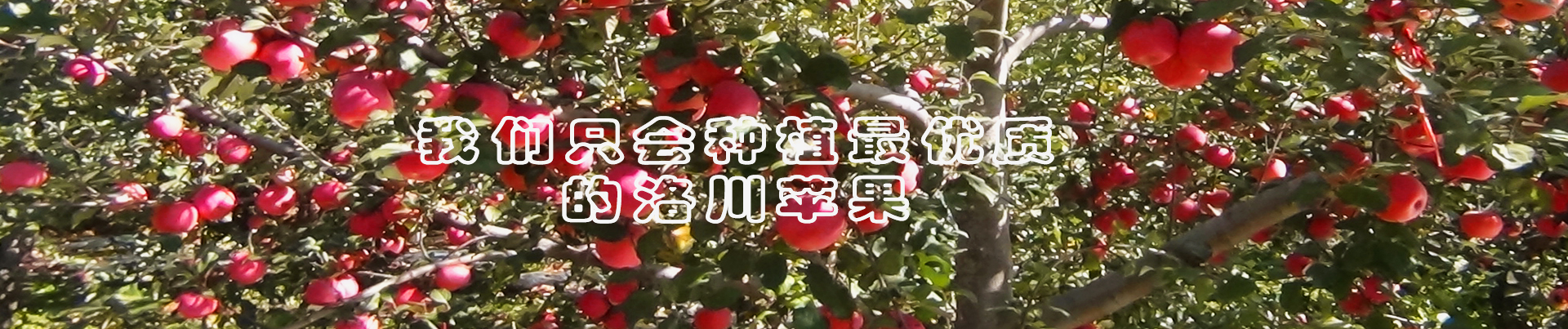 洛川苹果产地直销