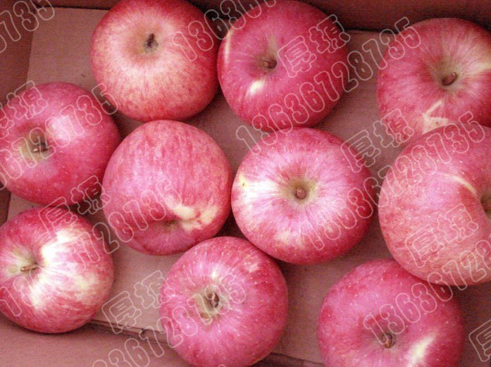 延安洛川苹果