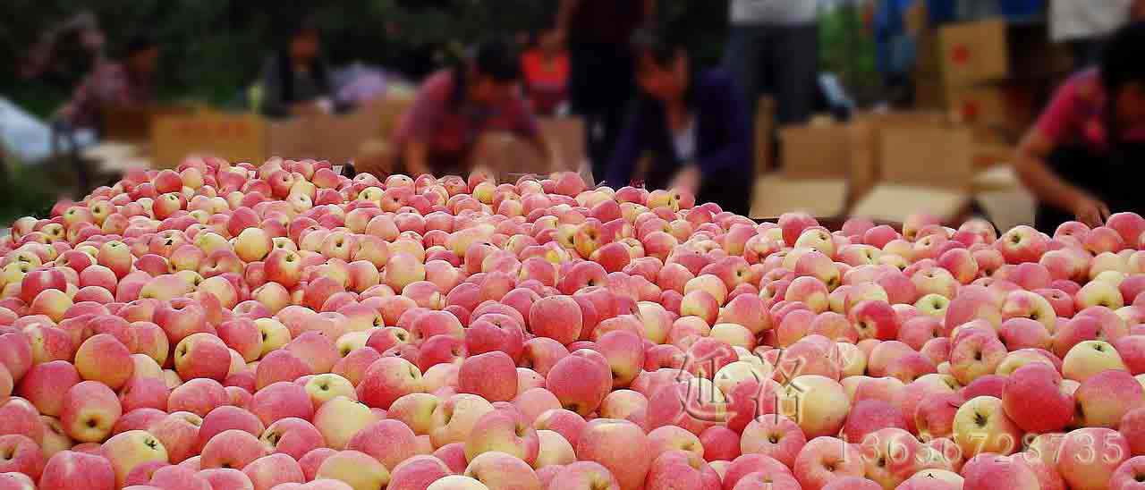 延安洛川嘎啦苹果