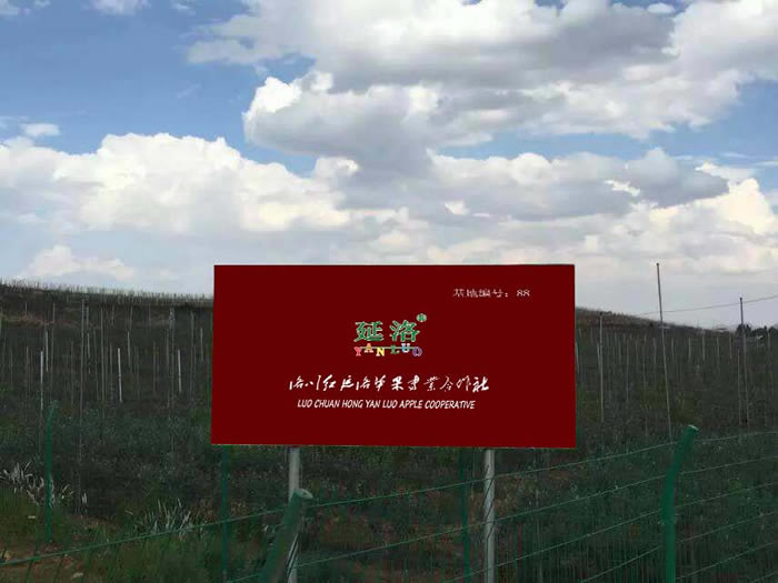 延洛洛川苹果基地