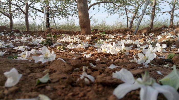 2017洛川苹果疏花
