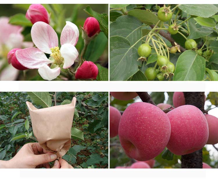 洛川苹果四季的故事