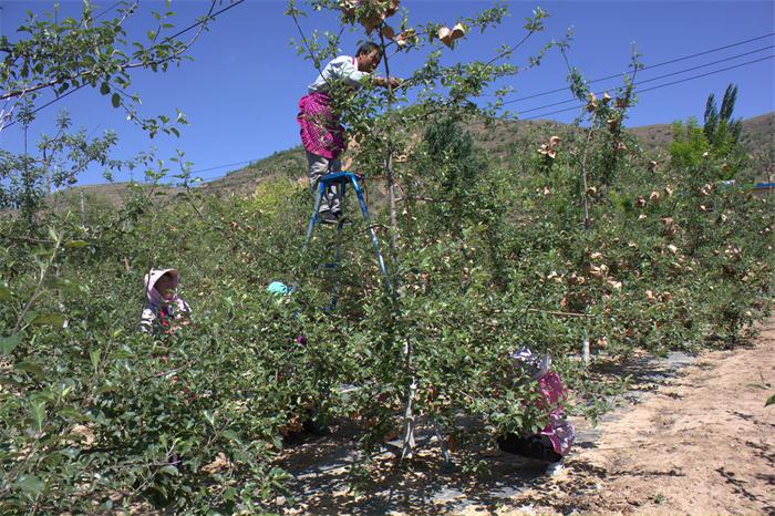 2017洛川苹果套袋