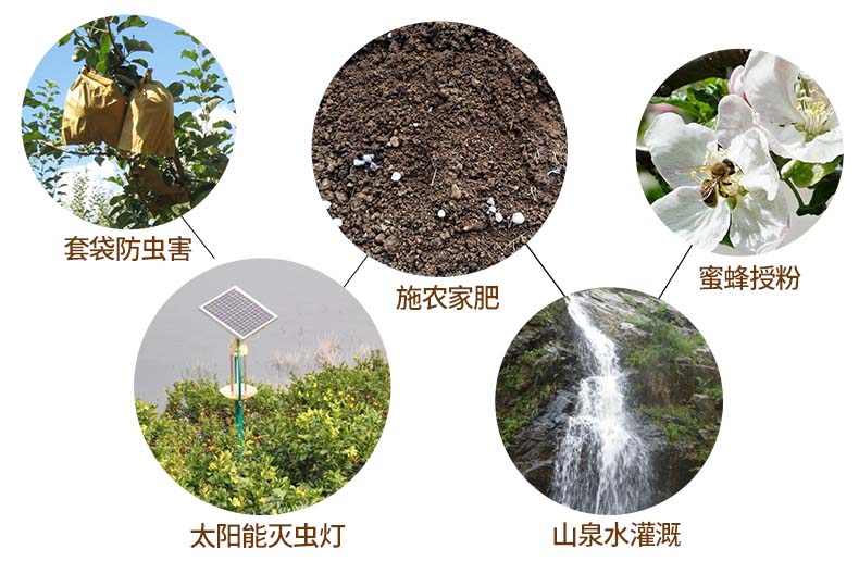 洛川苹果为什么好吃？