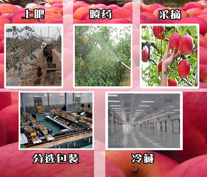 洛川苹果二维码